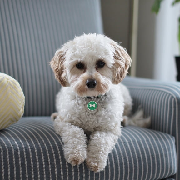 ETHZZLE 3Pcs Dog ID Tags Anti-Lost Hanging Labels Neck Tags Pet Neck Collar Tags