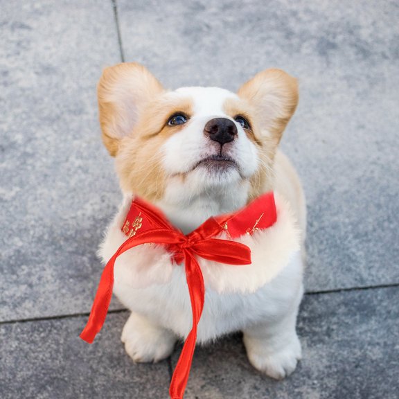 ETHZZLE Winter Warm Red Pet Collar Comfortable Soft Collar for Dogs and Cats