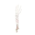 thumbnail image 1 of EUDIDV Creepy Skeleton Halloween Skeleton Arm Realistic Real Broken Hand Fake Plastic Hand Halloween Party Decoration Haunted House Horror Props Halloween Skeleton Decoration, 1 of 6