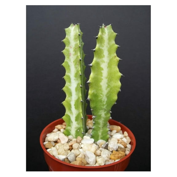 EUPHORBIA LACTEA Dragon bone cactus Elkhorn plant succulent cacti candelabra 4"