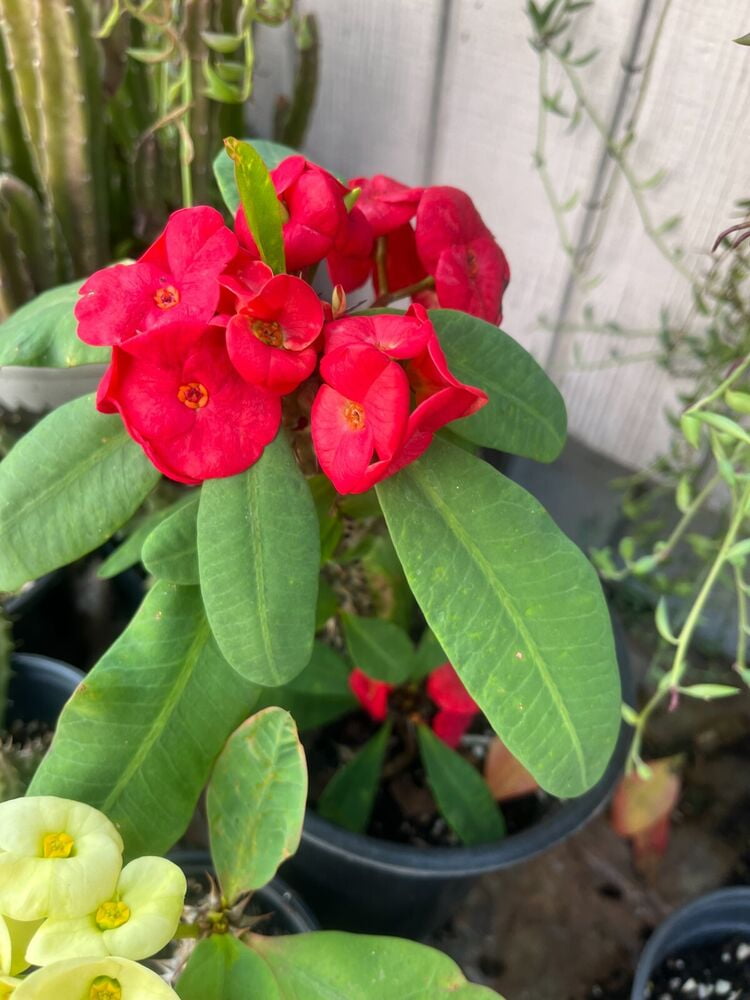 EUPHORBIA MILII CROWN OF THORNS PLANT RED MEDIUM FLOWER ID APPLE TREE