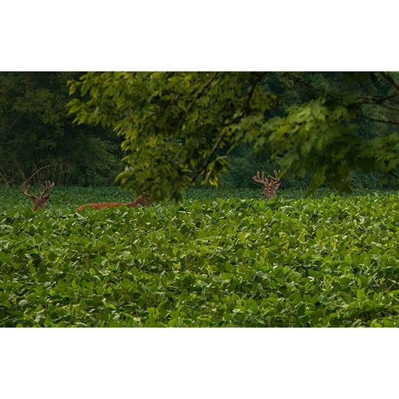 EVOLVED HARVEST Throw & Gro No-Till MVR1 Forage for Deer - Easy-to-Plant Fast-Growing Food Plot Seeds, 5 Lbs