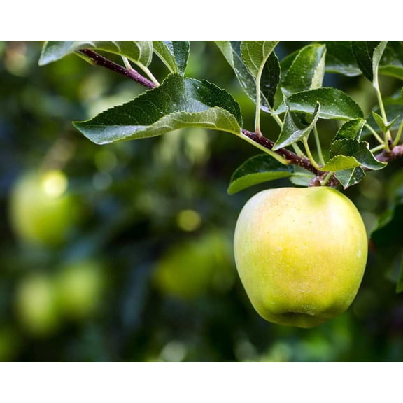 EXPERT GARDENER 3.25 APPLE YELLOW DELICIOUS