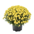 thumbnail image 1 of Expert Gardener 3QT Yellow Garden Mum Live Plants with Grower Pot, 1 of 7