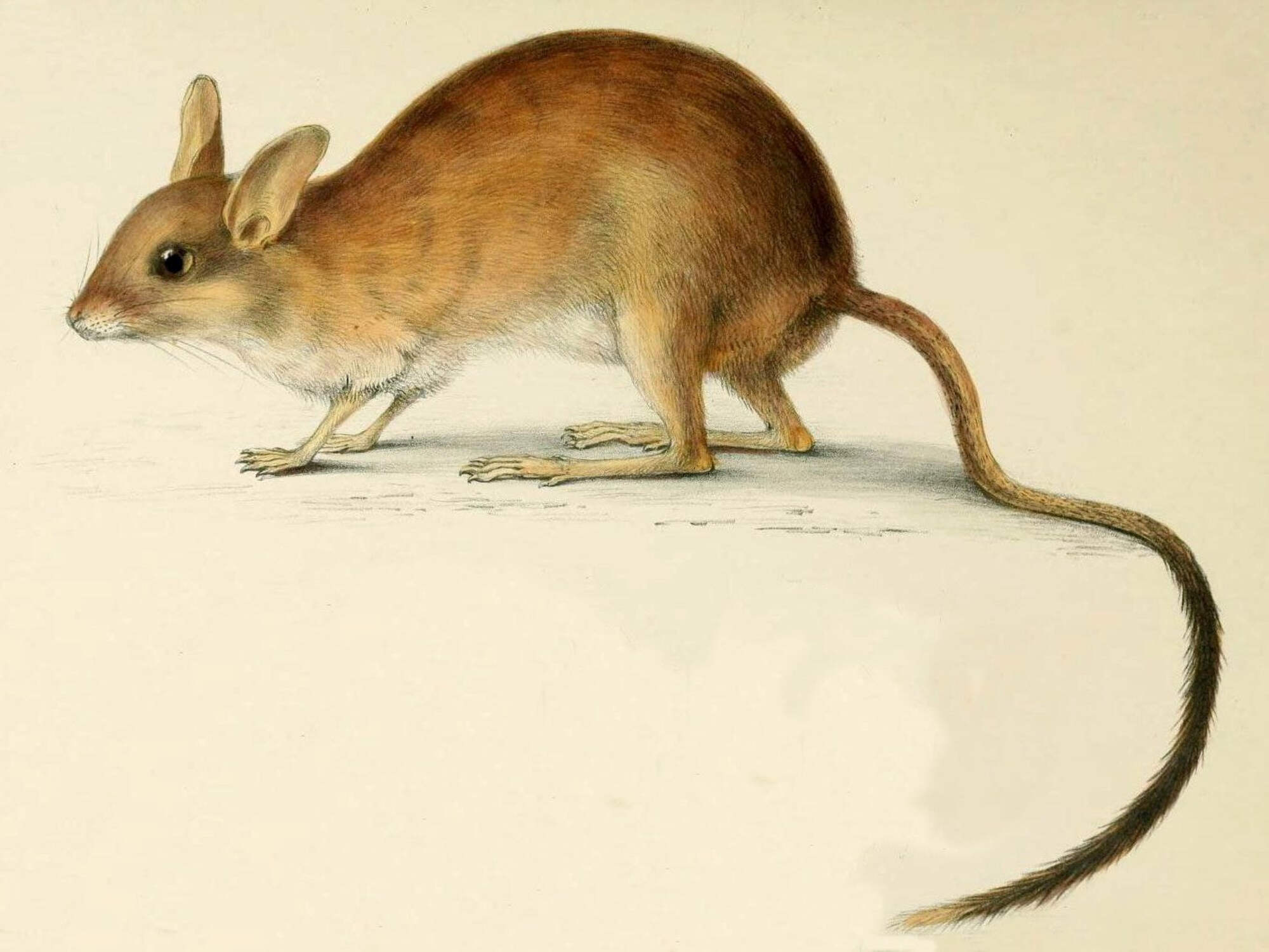 Extinct Long Tailed Hopping Mouse Glossy Poster Picture Photo Print ...