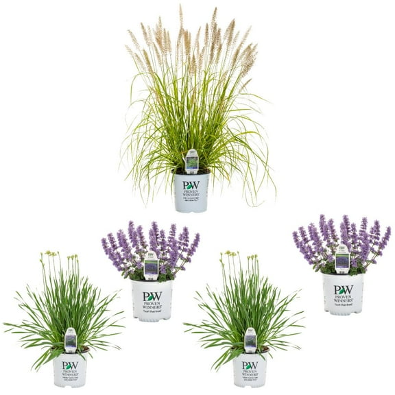 Proven Winners EZ Scapes Deer Resistant Sunscape #1 Live Plant Garden Project Bundle