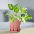 thumbnail image 1 of EZPXFCI Unique Design Silicone Flower Pot - 4 Inch Plant Pot with Bottom Tray Indoor Outdoor Planter Pot for Home Office Garden Decor, 1 of 4