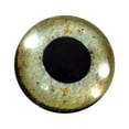 thumbnail image 1 of Eagle Glass Eyes, 1 of 4