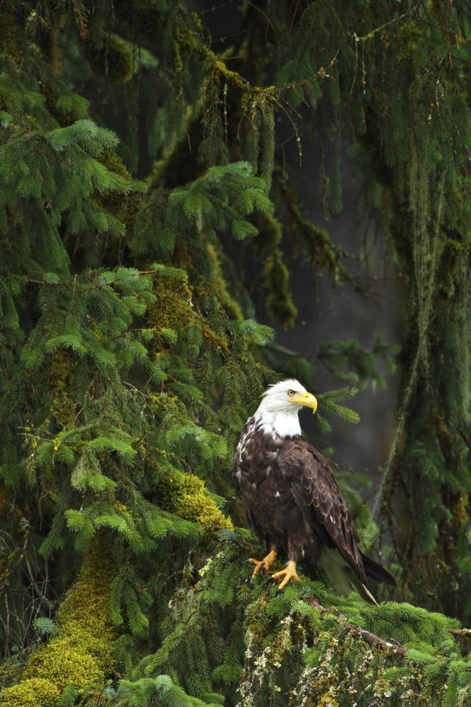 Eagle In The Woods Canvas Art - Richard Wear Design Pics (11 x 17)