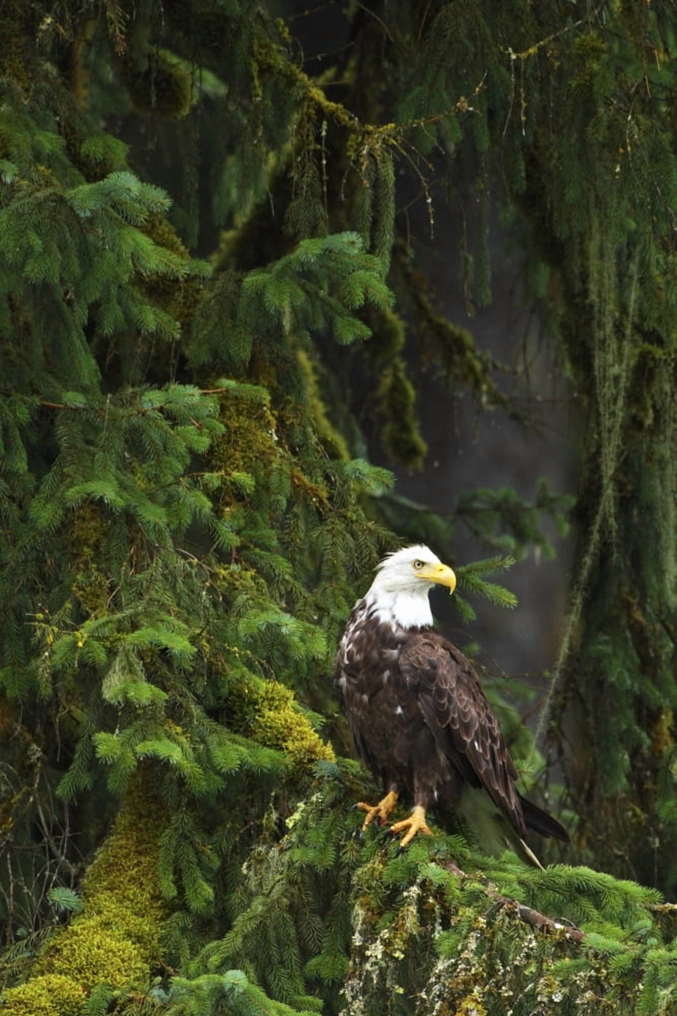 Eagle In The Woods Canvas Art - Richard Wear Design Pics (22 x 34)
