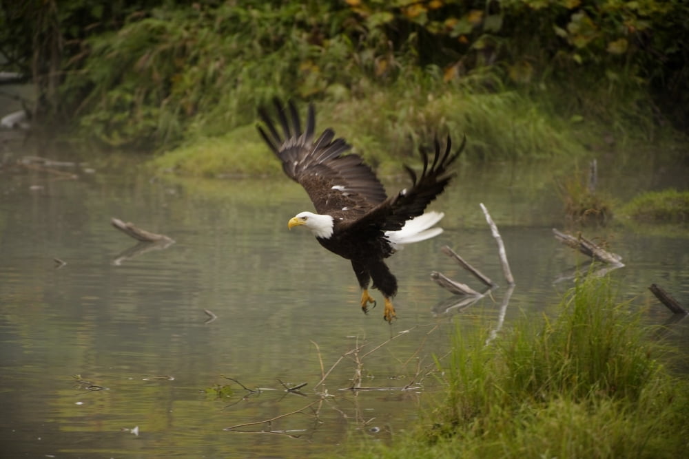 Eagle Landing On Waters Edge Canvas Art - Richard Wear Design Pics (17 x 11)
