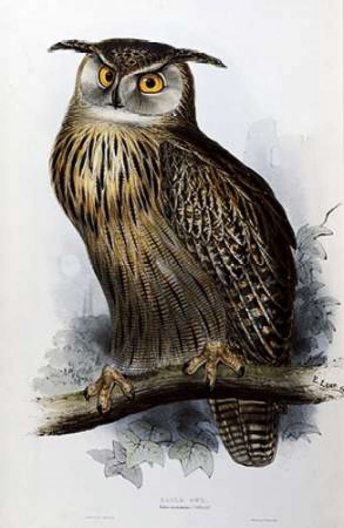 Eagle Owl Canvas Art - John Glover (12 x 18)