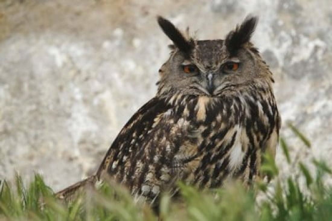 Eagle Owl France Canvas Art - Adam Jones DanitaDelimont (26 x 18)