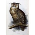 thumbnail image 1 of Eagle Owl Poster Print by John Glover, 1 of 2