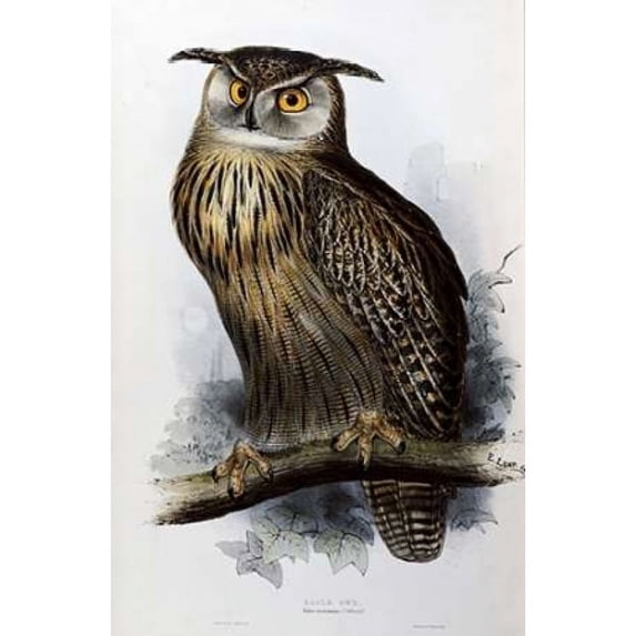 Eagle Owl Poster Print by John Glover