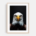 thumbnail image 1 of Eagle - Photography Wildlife Bird Animal Nature Portrait Patriotic Oak Framed Wall Art Print 5 x 7 inches, 1 of 59