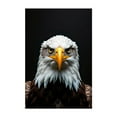 thumbnail image 1 of Eagle - Photography Wildlife Bird Animal Nature Portrait Patriotic Unframed Wall Art Print 20 x 30 inches, 1 of 60