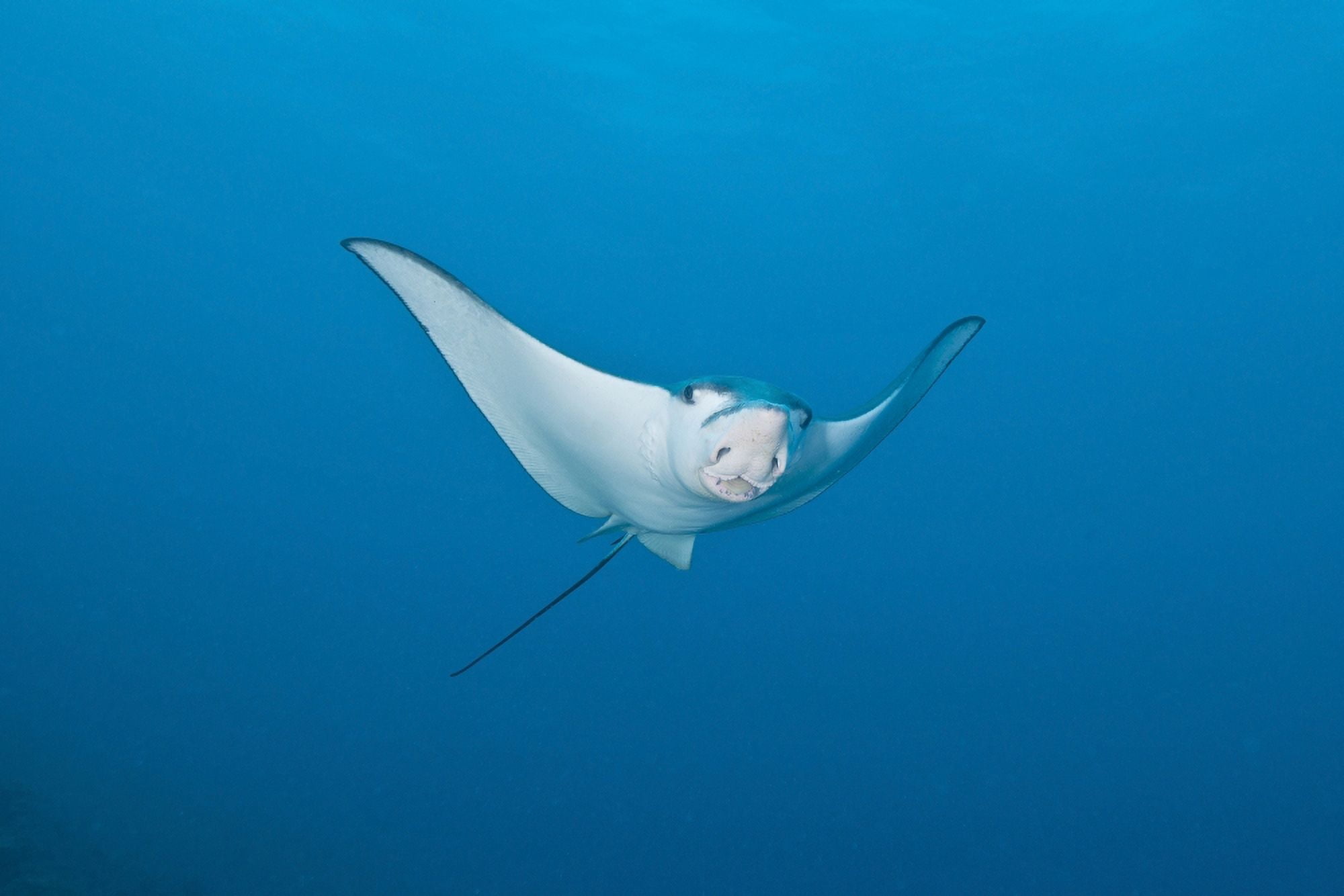 Eagle Ray Ari and Male Atoll Maldives Canvas Art - Mathieu MeurStocktrek Images (35 x 23)