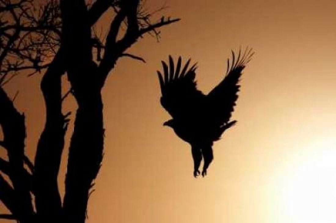 Eagle Rising Canvas Art - Susann Parker (12 x 18)