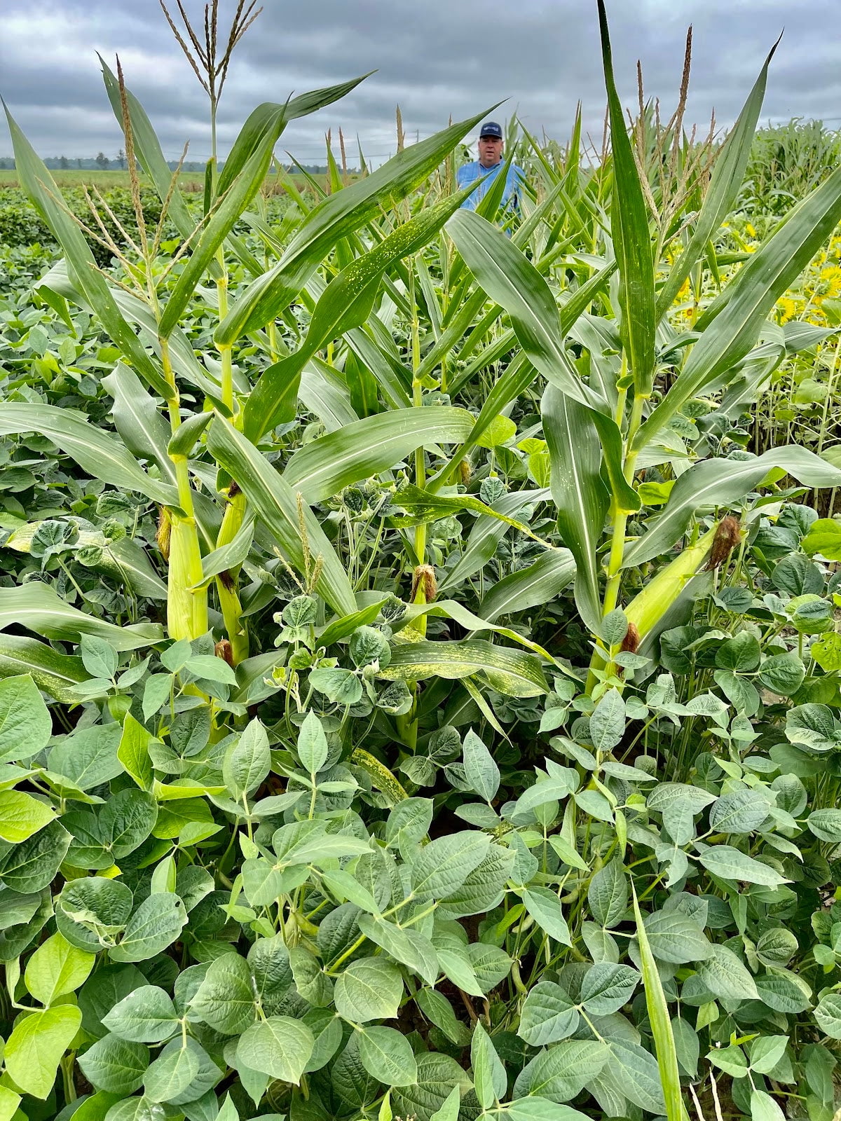 Eagle Seed Green and Gold, Glyphosate Tolerant Corn & Soybean Mix