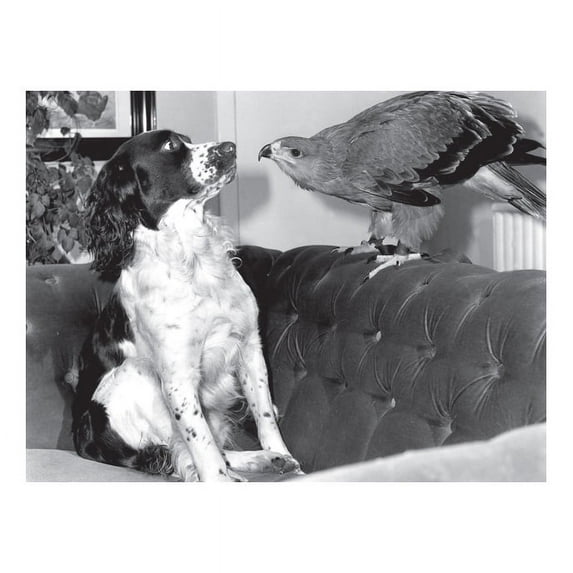 Eagle and Spaniel