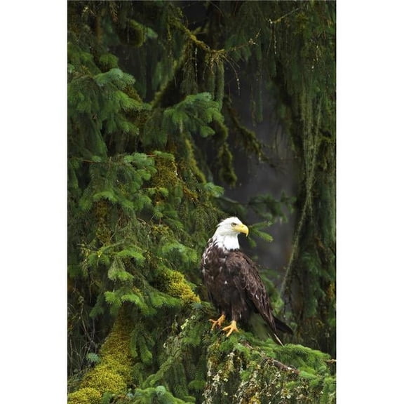 Eagle in The Woods Poster Print by Richard Wear - 11 x 17
