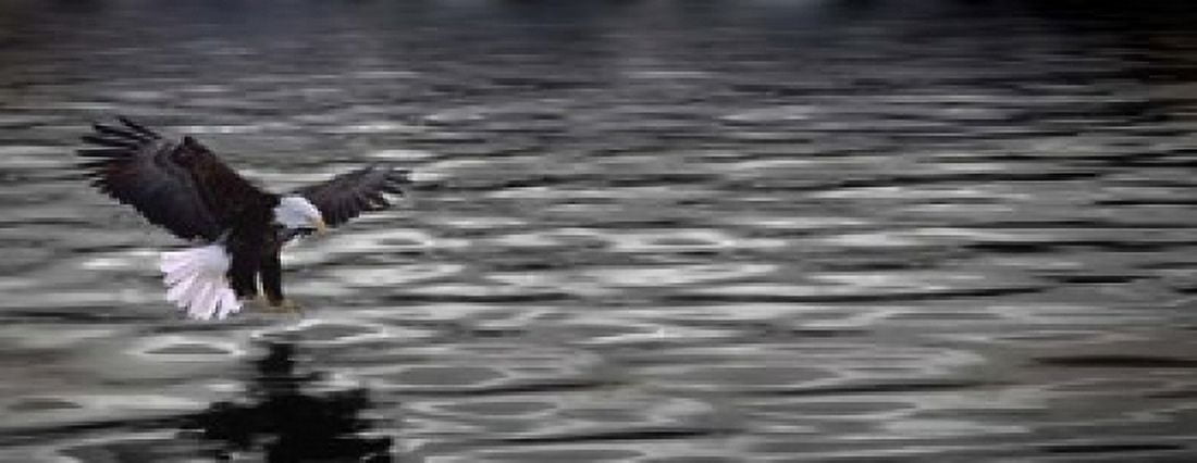 Eagle over water Canvas Art - Panoramic Images (15 x 6)