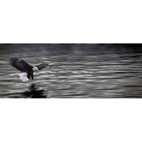 Eagle over water Canvas Art - Panoramic Images (15 x 6)