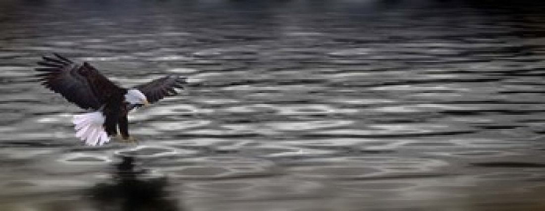 Eagle over water Canvas Art - Panoramic Images (15 x 6)