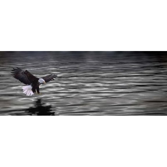 Eagle over water Canvas Art - Panoramic Images (30 x 12)