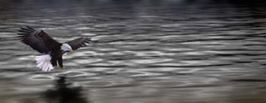 Eagle over water Canvas Art - Panoramic Images (30 x 12)