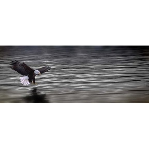 Eagle over water Canvas Art - Panoramic Images (30 x 12)