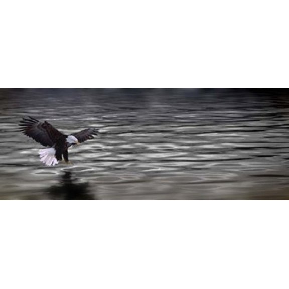 Eagle over water Poster Print (15 x 6)