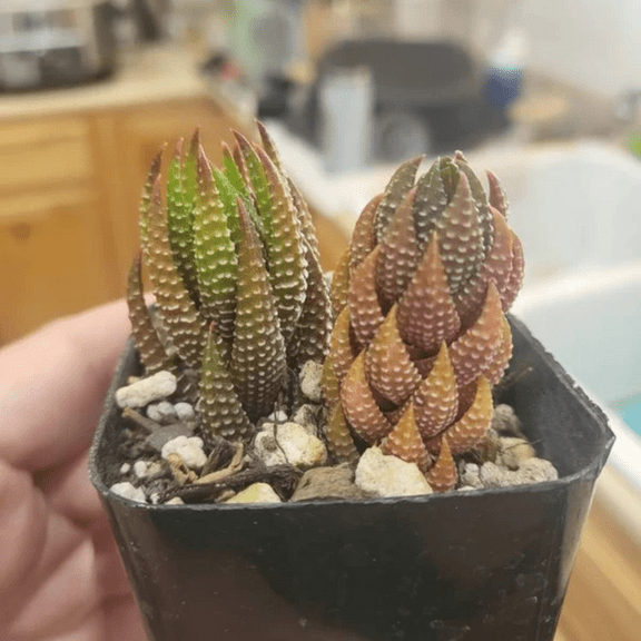 Eagles Claw Succulent, Haworthiopsis Reinwardtii, Red Succulent, Small Plant, Live Rooted Plant in 2.5'' pot