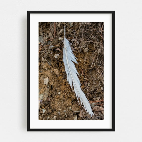 Eagle's Feather - Pennsylvania Photography Nature Abstract Wildlife Forest Minimalist Rustic Black Framed Wall Art Print 11 x 14 inches