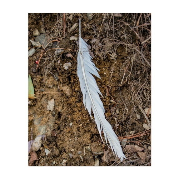 Eagle's Feather - Pennsylvania Photography Nature Abstract Wildlife Forest Minimalist Rustic Unframed Wall Art Print 16 x 20 inches
