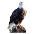 thumbnail image 1 of Eagle, 1 of 2