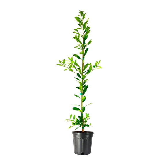 Eagleston Holly Ilex 2 Large Gallon Size Plants Low Maintenance Evergreen Hedge Tree Beautiful Red Berries