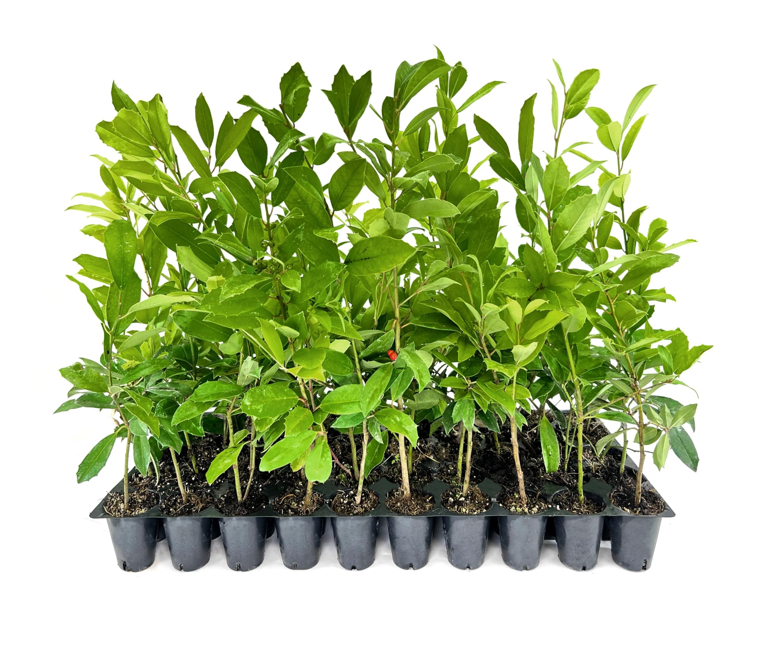 Eagleston Holly Tree  10 Live Plants  Ilex X Attenuata  Beautiful Red Berries  Privacy Screening Hedge Foliage