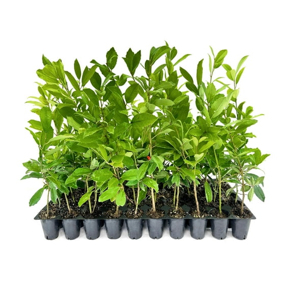 Eagleston Holly Tree 3 Live Plants Ilex X Attenuata Beautiful Red Berries Privacy Screening Hedge Foliage
