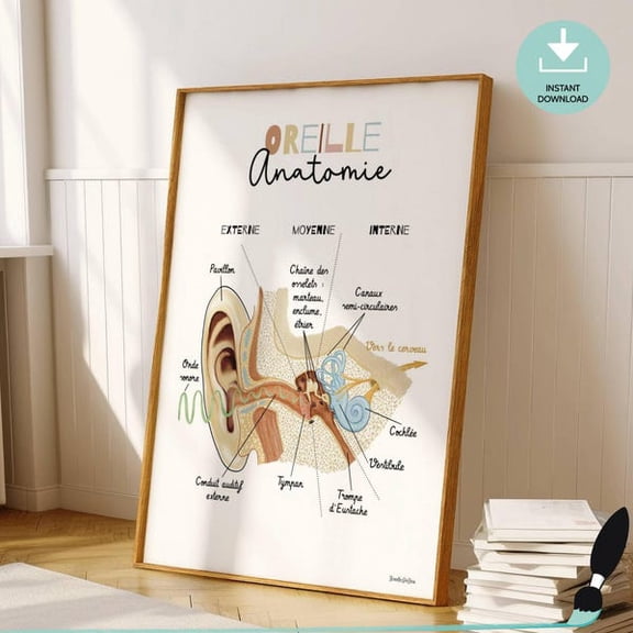 Ear Anatomy French Wall Art Print