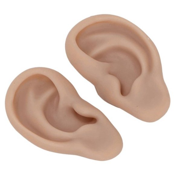 Ear Simulation Models Easy To For School Teaching Home Use And Theater Props