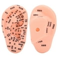 Ear Zone Model Ear Acupoint Pressure Point Learning Human Acupuncture