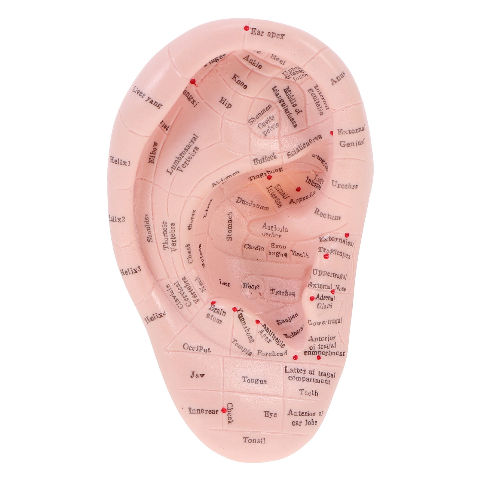 Ear model 1Pc Massage Ear Lettering Ear Chinese Medicine Teaching Prop
