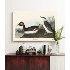 Eared Grebe Vintage Bird Natural History Home Wall Art Poster Decor