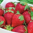 thumbnail image 1 of Earliglow Strawberry Dormant Bare Roots (25-Pack), 1 of 2