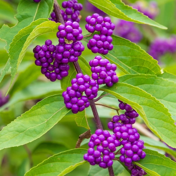 Early Amethyst Beautyberry Bush Potted Deciduous Flowering Starter Plant