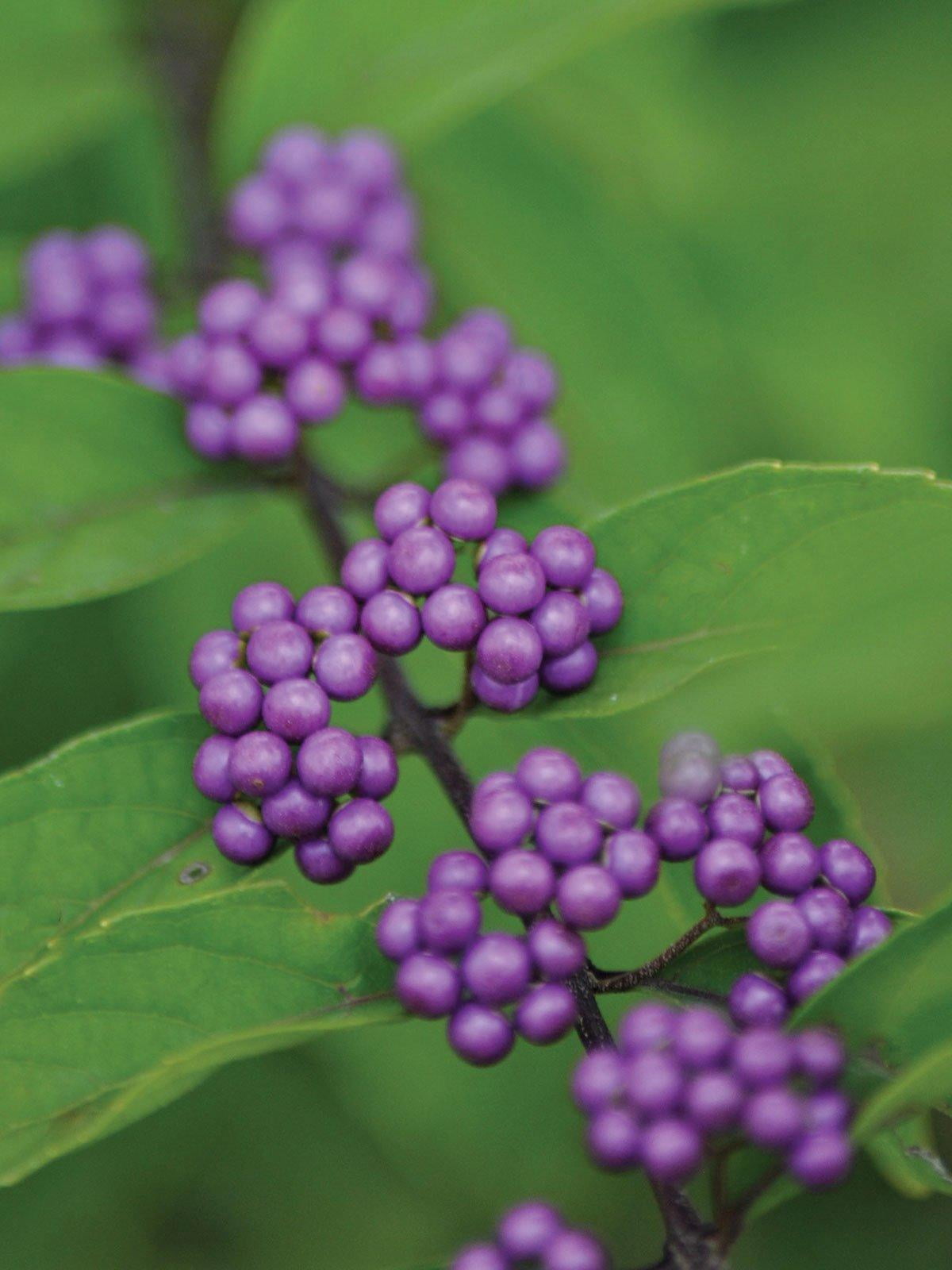 Callicarpa Early Amethyst Beautyberry
