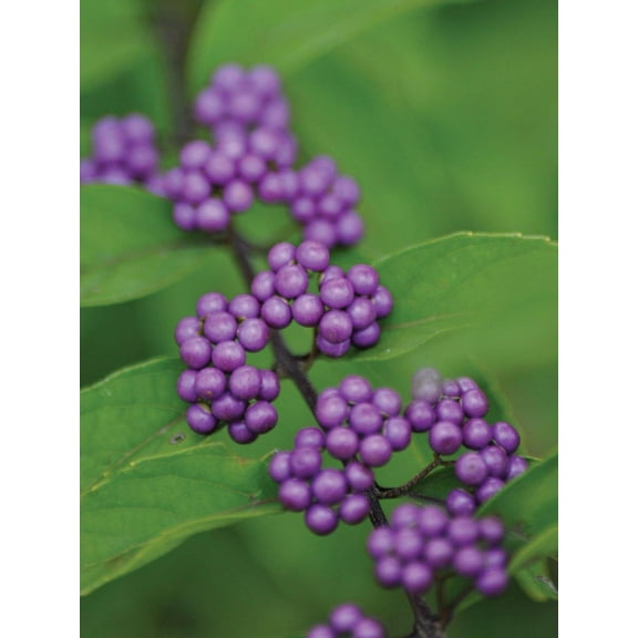Early Amethyst Beautyberry-Callicarpa dichotoma-Deciduous Shrub  3 Gallon