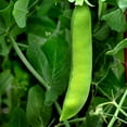thumbnail image 1 of Early Frosty Pea Garden Seeds - 1 Lb - Non-GMO, Heirloom Vegetable Gardening & Microgreens Shoots Seed, 1 of 2